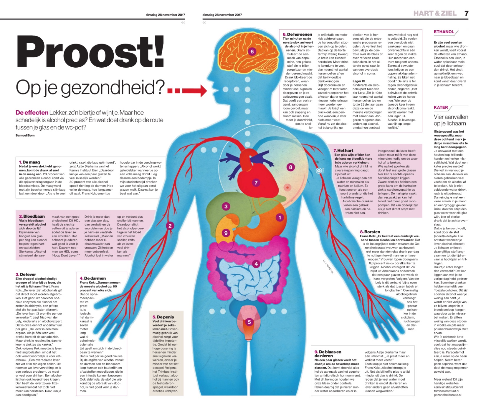 Proost. Dit gebeurt er met de alcohol die je bij nuttigen van bier binnenkrijgt. 